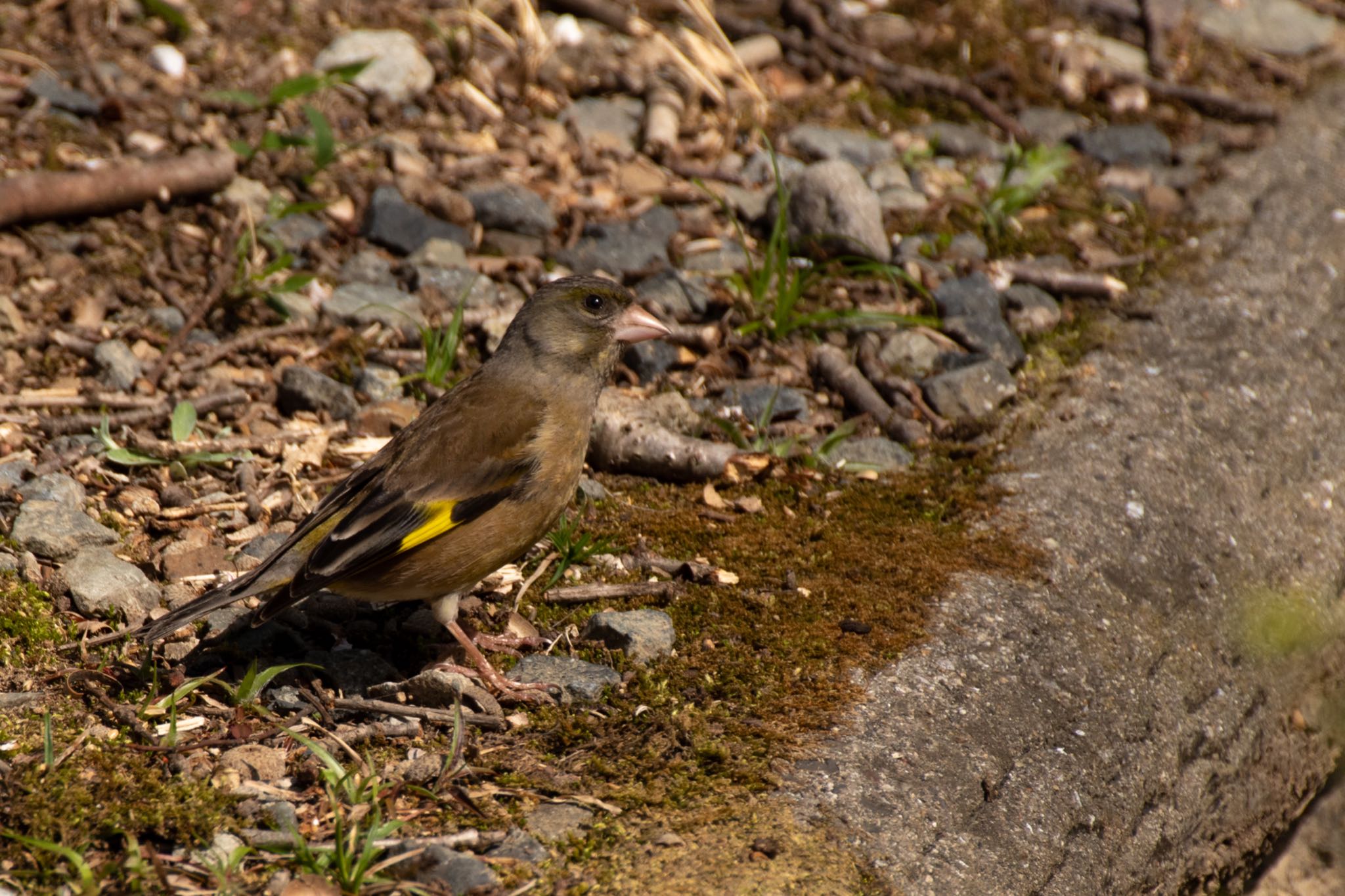 Grey-capped Greenfinch