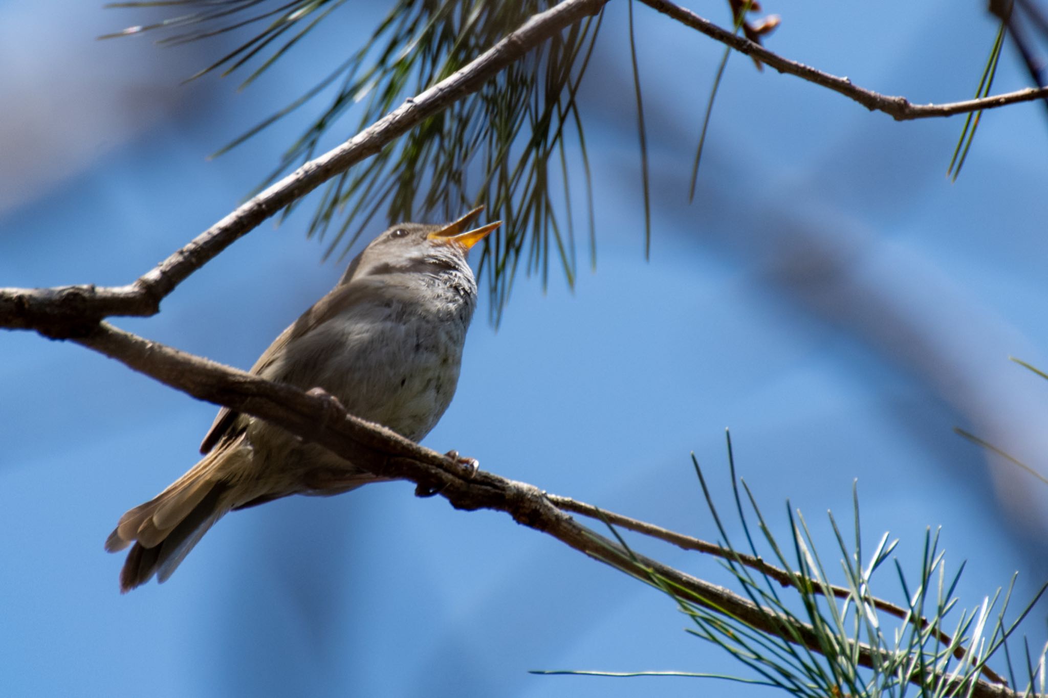 Japanese Bush Warbler