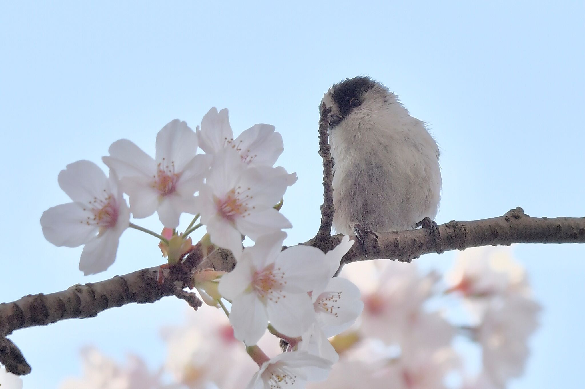 那珂川市 エナガの写真 by にょろちょろ