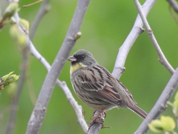 2021年3月28日(日) 芝川の野鳥観察記録