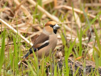 Sun, 3/28/2021 Birding report at Kitamoto Nature Observation Park