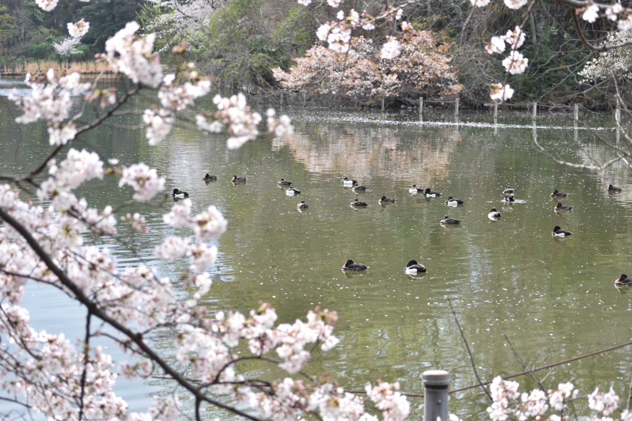 善福寺公園 キンクロハジロの写真 by かもしか太郎
