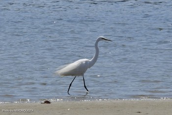 ダイサギ 甲子園浜(兵庫県西宮市) 2021年3月27日(土)