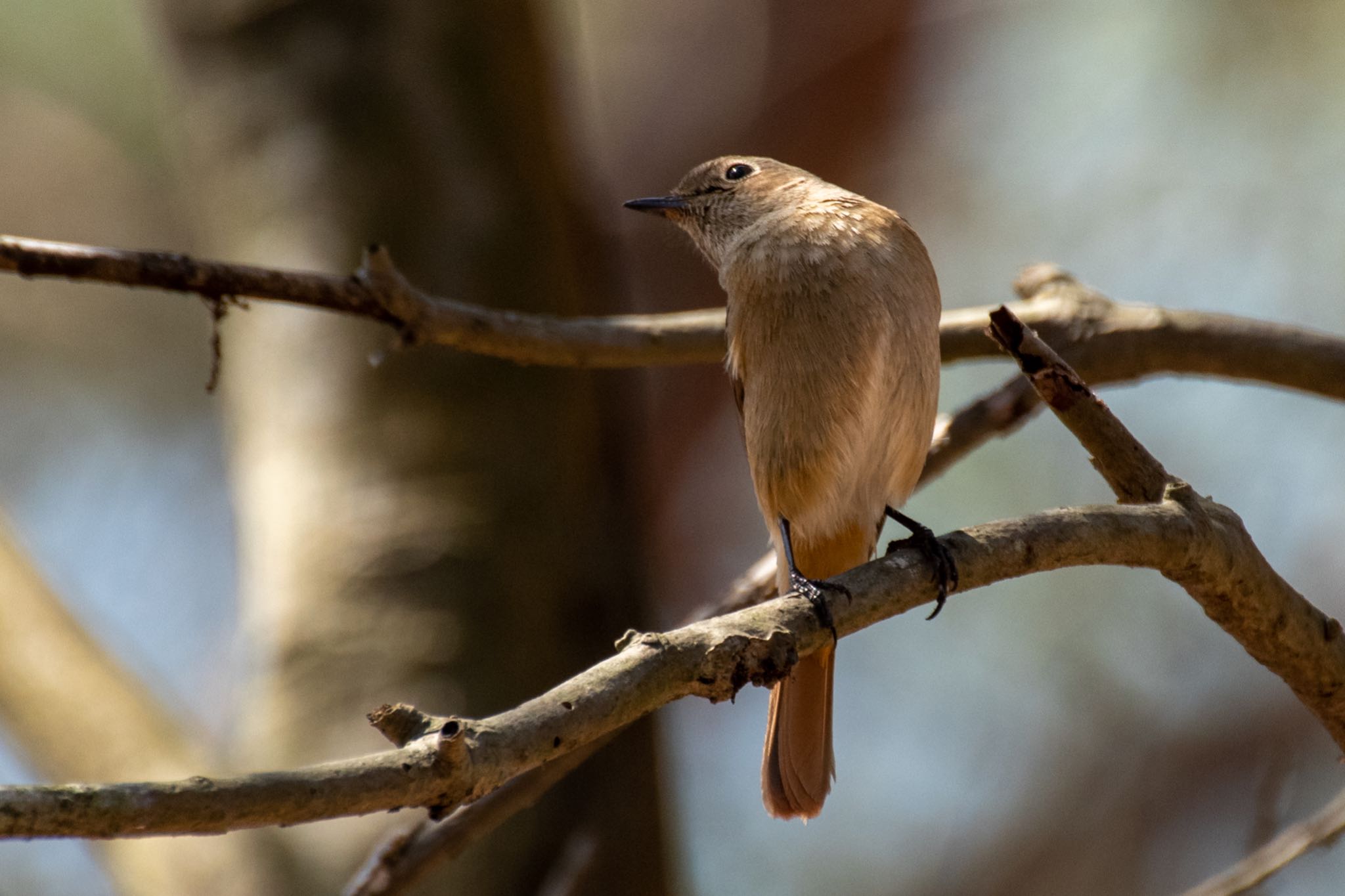 Photo of Daurian Redstart at 姫路市自然観察の森 by Marco Birds