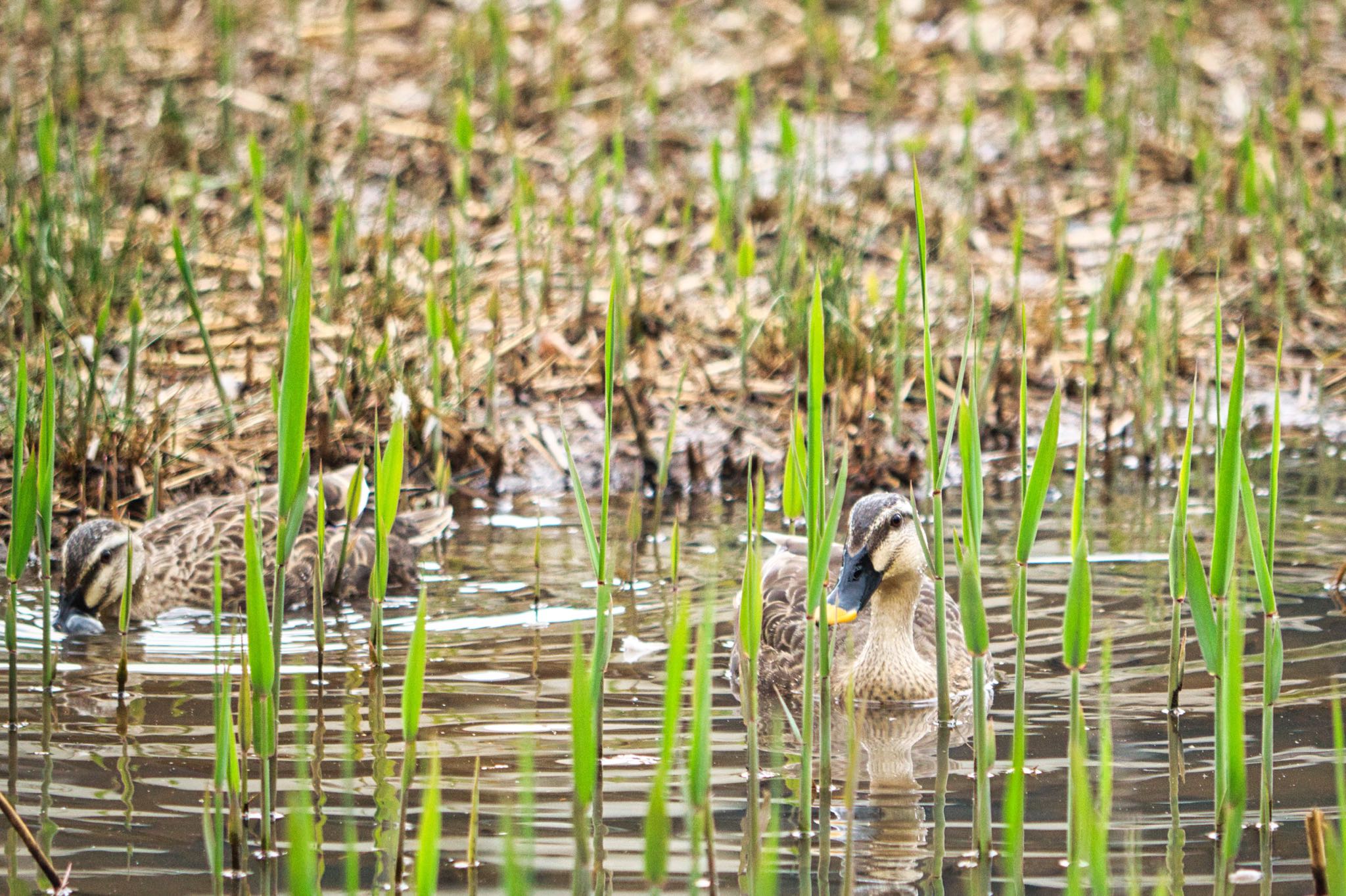 狭山丘陵 カルガモの写真 by naturedrop