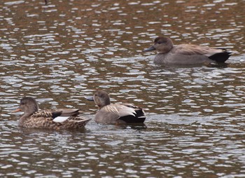 Gadwall Shinobazunoike Sun, 3/28/2021