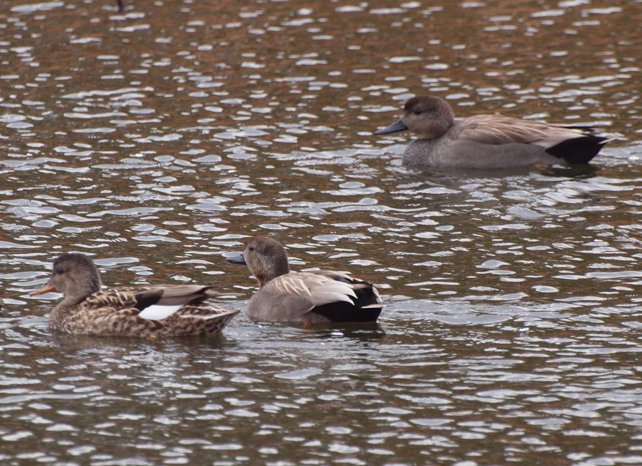 Photo of Gadwall at Shinobazunoike by アカウント6488