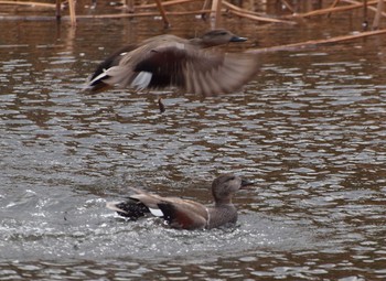 Gadwall Shinobazunoike Sun, 3/28/2021