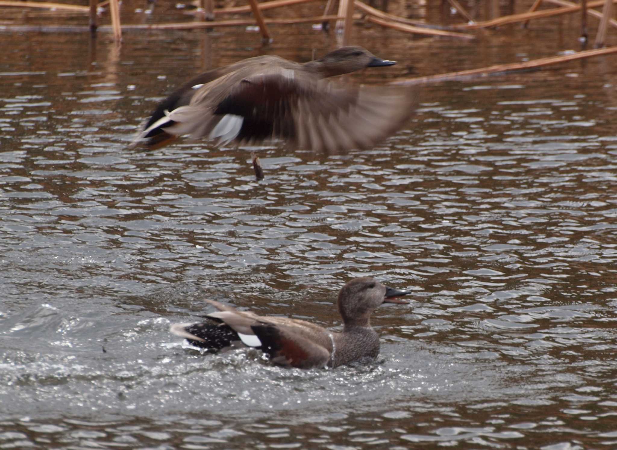 Photo of Gadwall at Shinobazunoike by アカウント6488