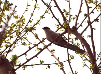 Azure-winged Magpie Shinobazunoike Sun, 3/28/2021