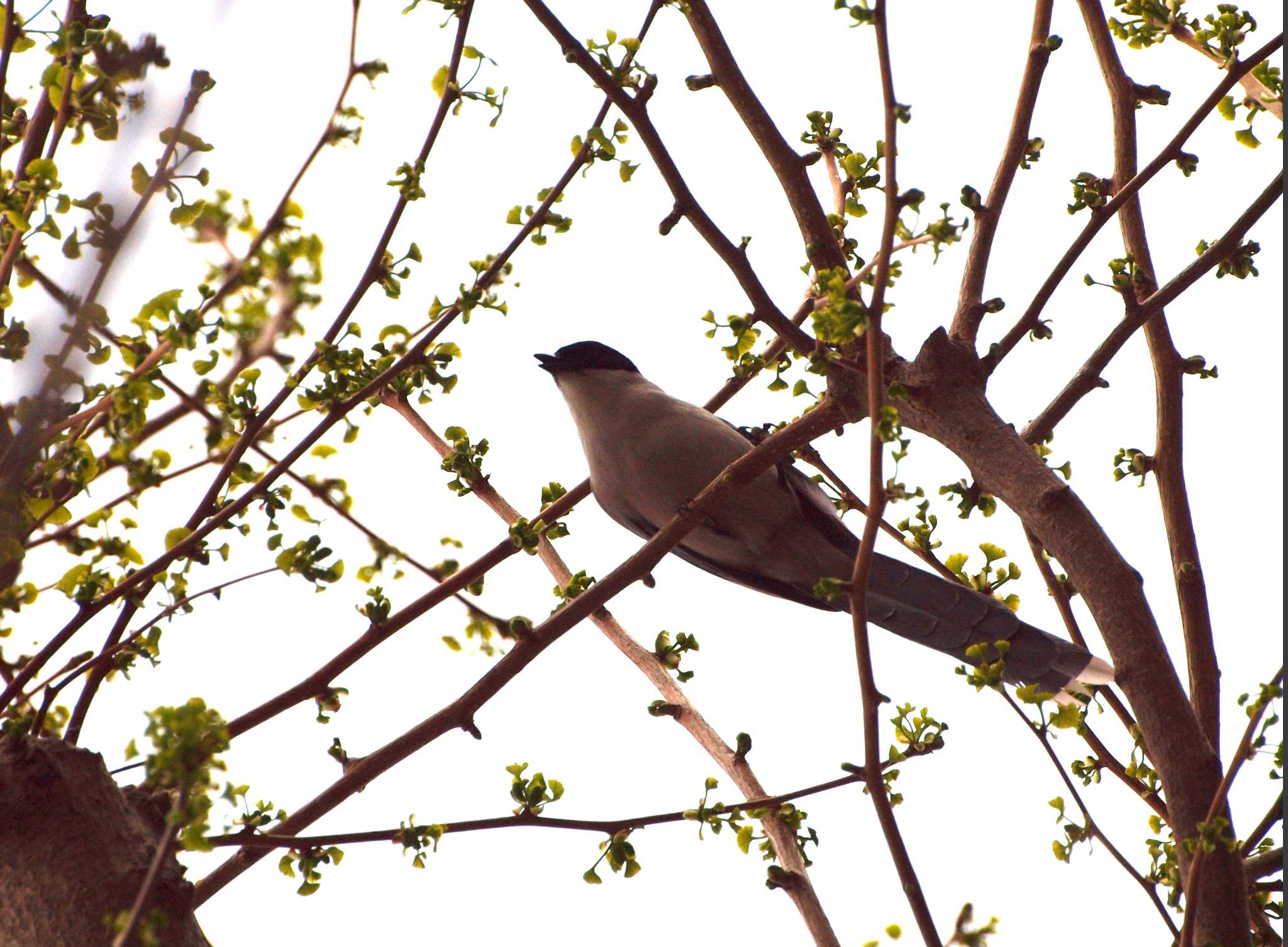 Photo of Azure-winged Magpie at Shinobazunoike by アカウント6488