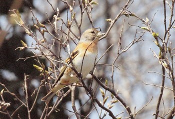 Sat, 3/27/2021 Birding report at Asaba Biotope