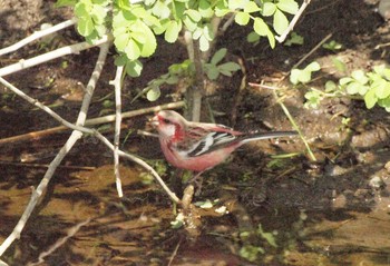 Siberian Long-tailed Rosefinch Asaba Biotope Sat, 3/27/2021