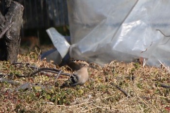 ヤツガシラ つつじが岡公園 2017年2月12日(日)