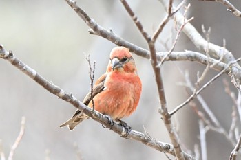 Red Crossbill 北海道函館市香雪園 Sun, 3/28/2021