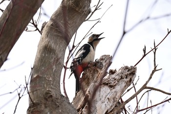 Great Spotted Woodpecker 北海道函館市香雪園 Sun, 3/28/2021