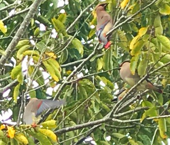 Japanese Waxwing 和歌山県西牟婁郡白浜町 Thu, 3/4/2021