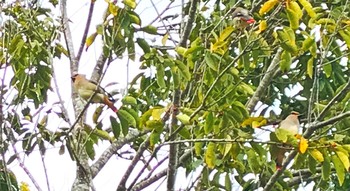 Japanese Waxwing 和歌山県西牟婁郡白浜町 Thu, 3/4/2021