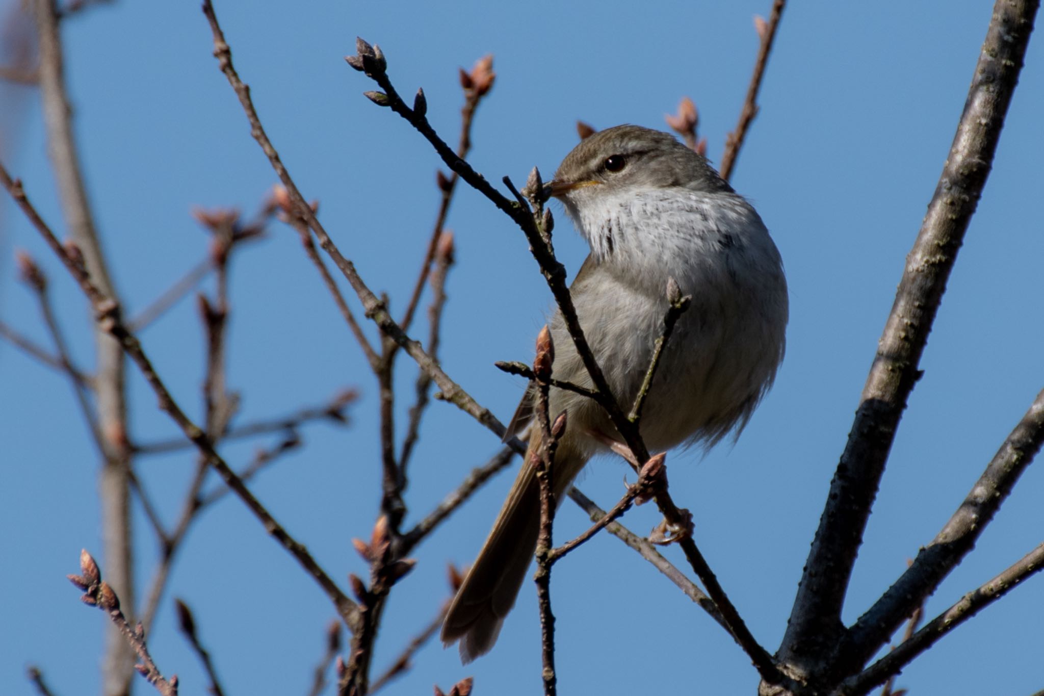 Photo of Japanese Bush Warbler at 姫路市自然観察の森 by Marco Birds