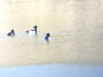 Tufted Duck ひき岩群国民休養地 Mon, 3/15/2021