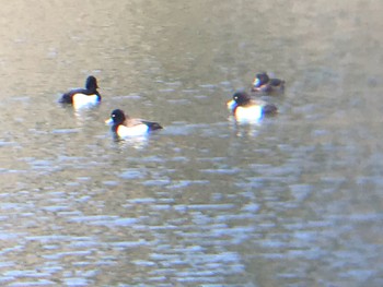 Tufted Duck ひき岩群国民休養地 Mon, 3/15/2021