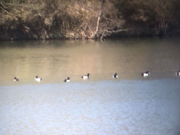 Tufted Duck ひき岩群国民休養地 Mon, 3/15/2021