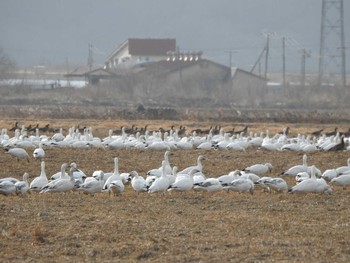 2021年3月26日(金) 十勝地方 十勝川河口周辺の野鳥観察記録