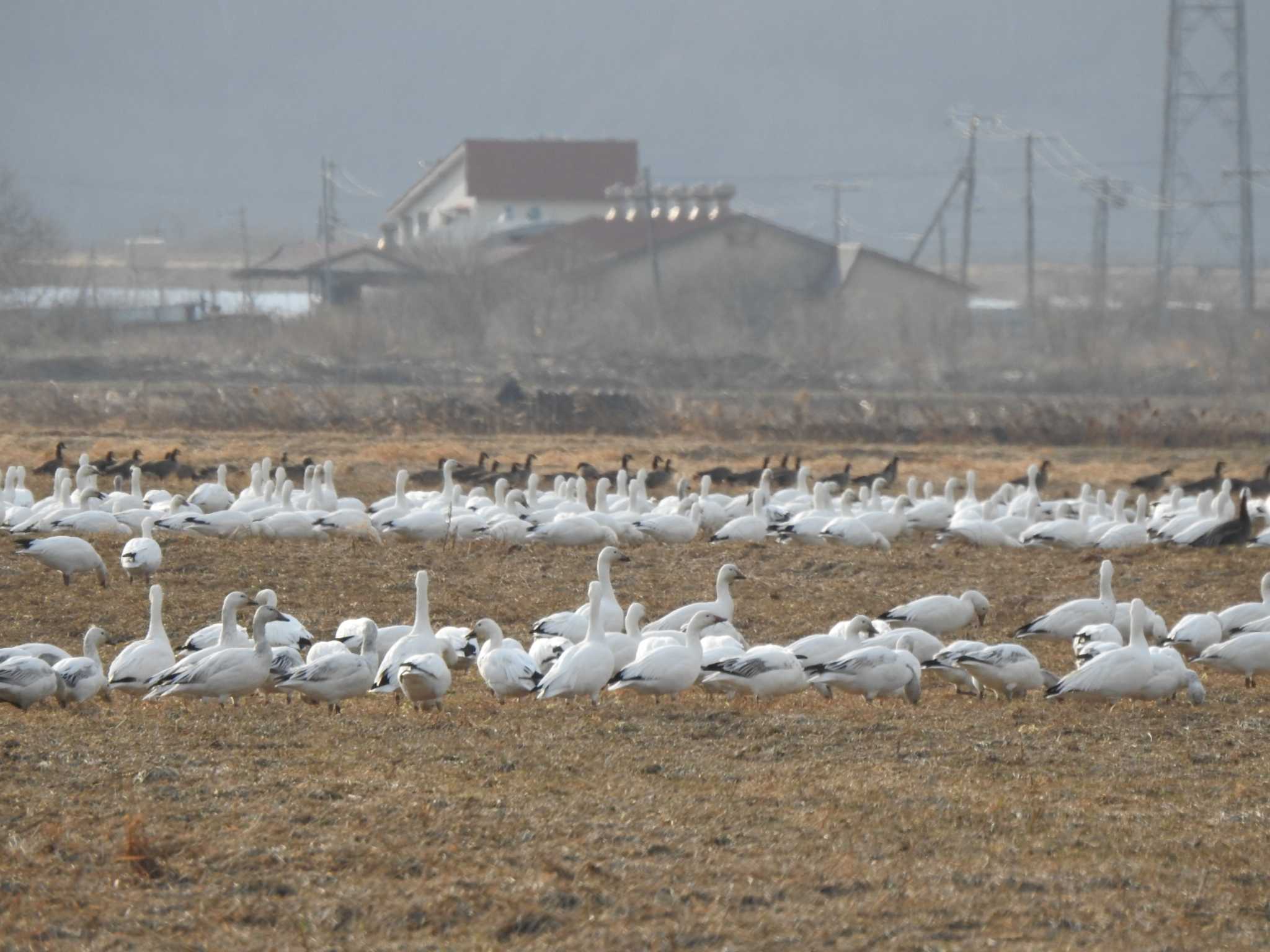 Snow Goose