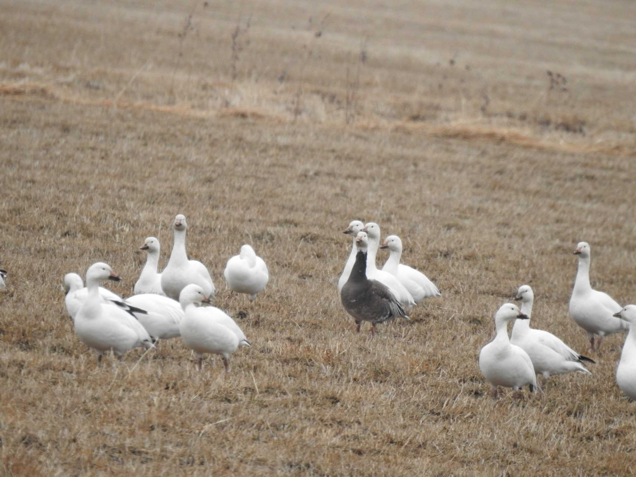 Snow Goose