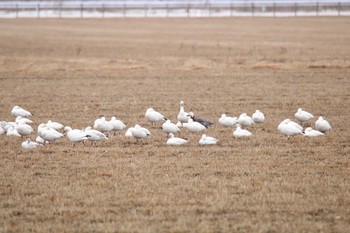 Snow Goose 十勝地方 十勝川河口周辺 Fri, 3/26/2021