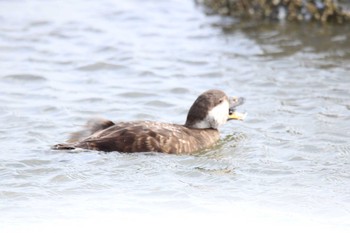 Black Scoter 十勝地方 十勝川河口周辺 Fri, 3/26/2021