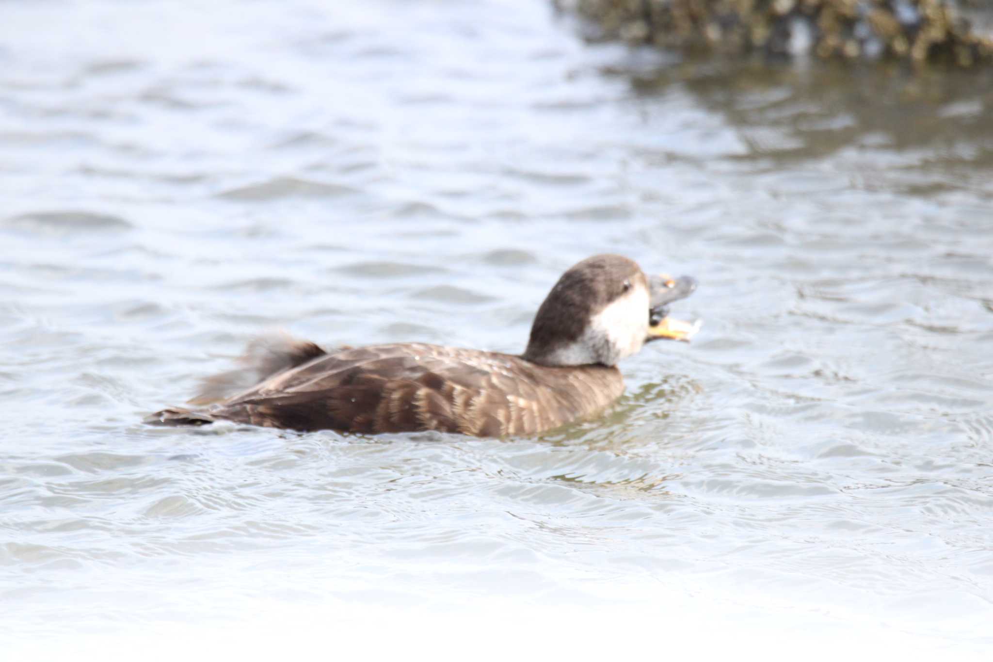 Black Scoter