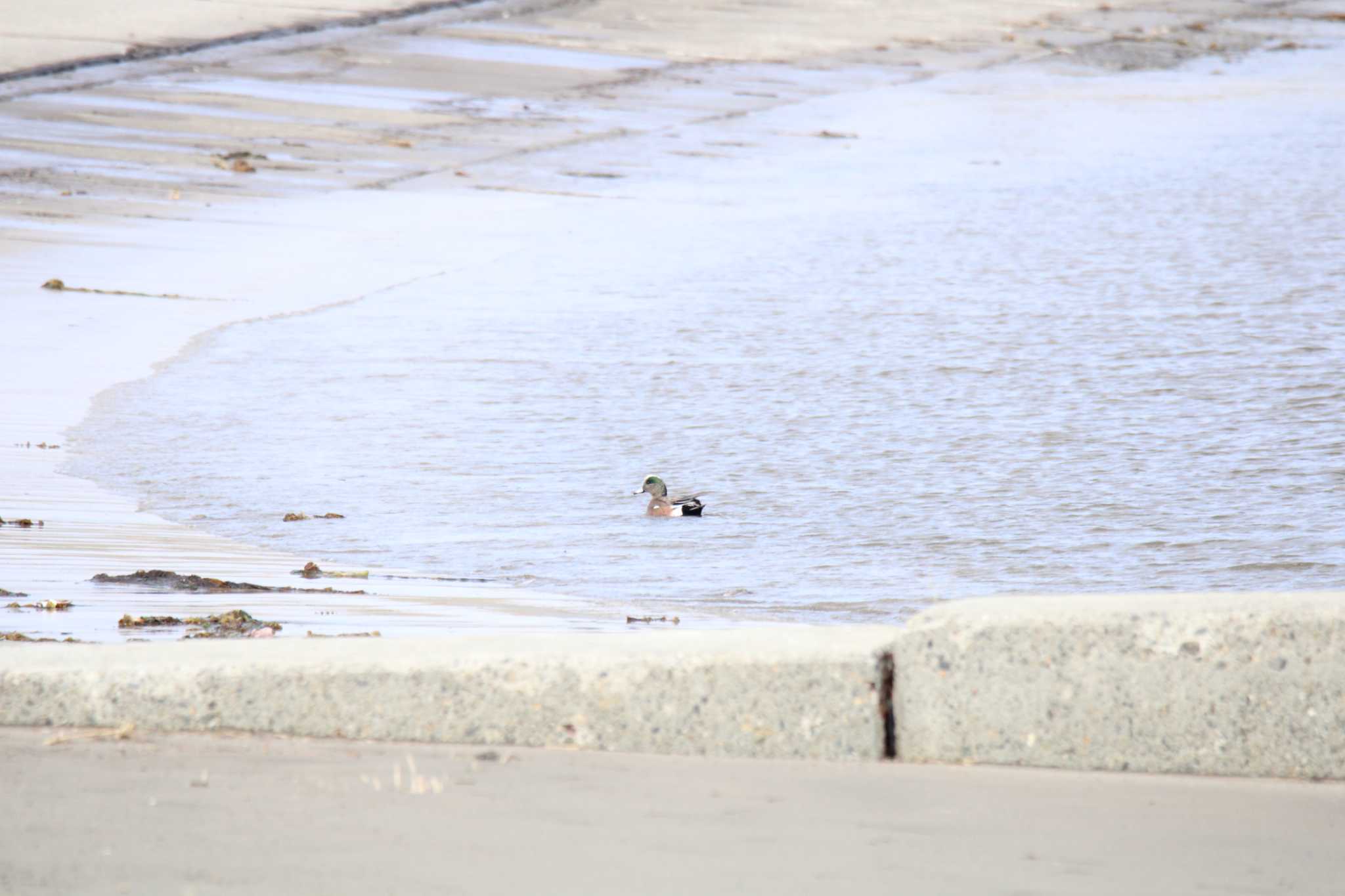 American Wigeon