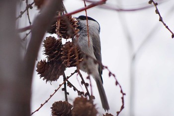 ハシブトガラ 旭山記念公園 2021年3月28日(日)