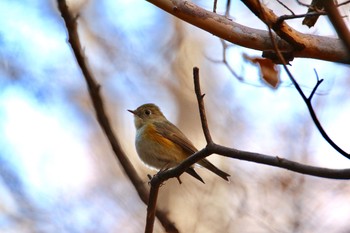 ルリビタキ 栃木県　みかも山 2017年2月12日(日)