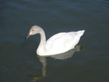 Tundra Swan 涸沼 Sat, 2/11/2017