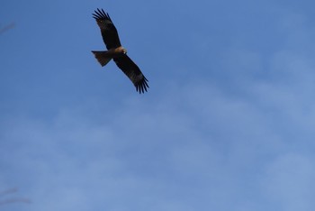 トビ 甲山森林公園 2021年3月27日(土)