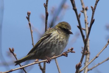 マヒワ 甲山森林公園 2021年3月27日(土)