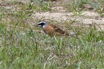 Meadow Bunting 甲山森林公園 Sat, 3/27/2021