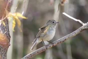 Red-flanked Bluetail 甲山森林公園 Sat, 3/27/2021
