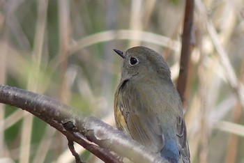 Red-flanked Bluetail 甲山森林公園 Sat, 3/27/2021