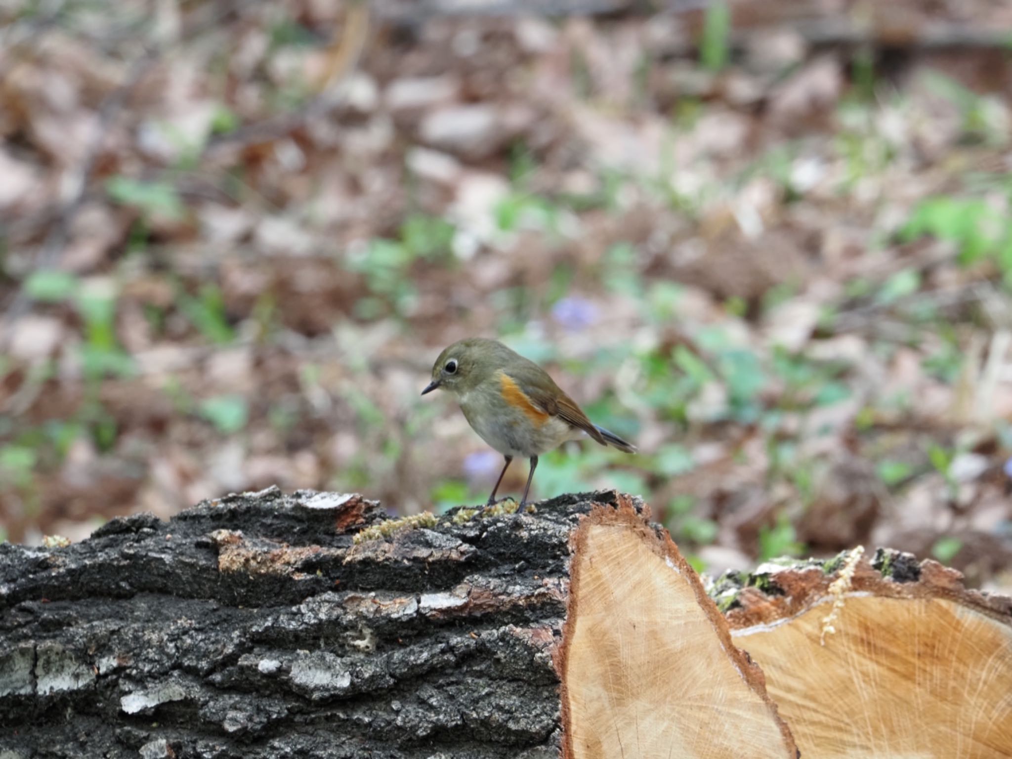 座間谷戸山公園 ルリビタキの写真 by メメタァ