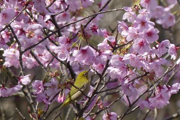 メジロ 甲山森林公園 2021年3月27日(土)