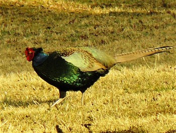 2021年3月19日(金) 箱根ビジターセンターの野鳥観察記録