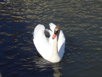 Whooper Swan 涸沼 Sat, 2/11/2017