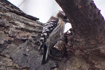 2021年3月28日(日) 旭山記念公園の野鳥観察記録