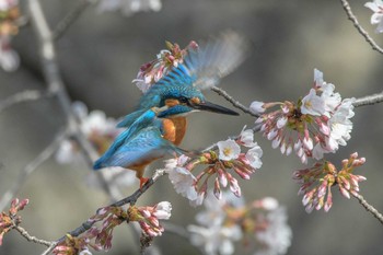 カワセミ 恩田川(高瀬橋付近) 2021年3月27日(土)