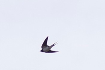 Barn Swallow 羽村堰 Sat, 3/27/2021