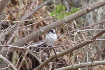 Long-tailed Tit 羽村堰 Sat, 3/27/2021