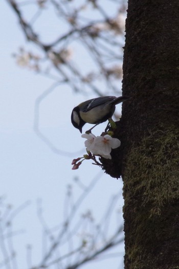 Japanese Tit 羽村堰 Sat, 3/27/2021